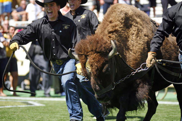 Ralphie the Buffalo stampedes onto the field escorted by his handlers at the Sept. 10 game against Cal. Photo: CU Independent - James Bradbury